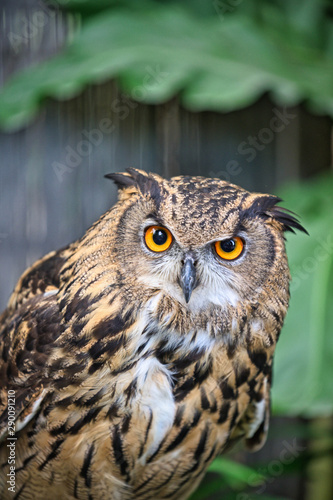 The Eurasian eagle-owl