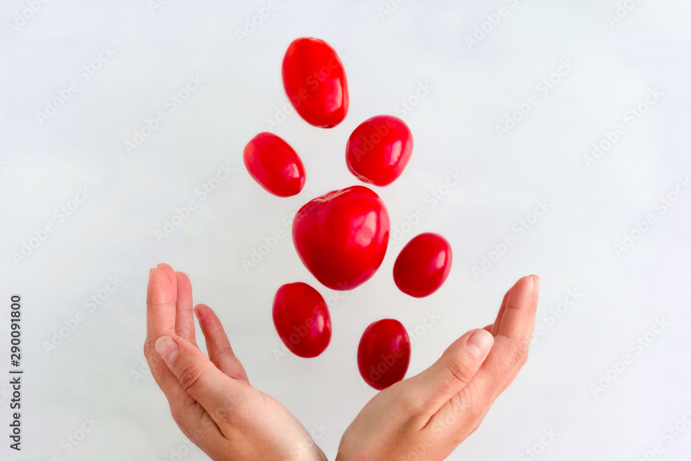 fresh ripe red tomatoes levitate over women's hands on white background, healthy eating concept fresh ripe red tomatoes levitate over women's hands on white background, healthy eating concept