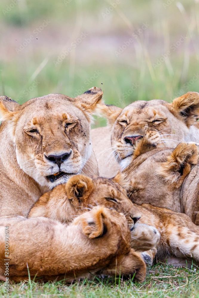 Close-up of a flock of lions that rests Close-up of a flock of lions that rests