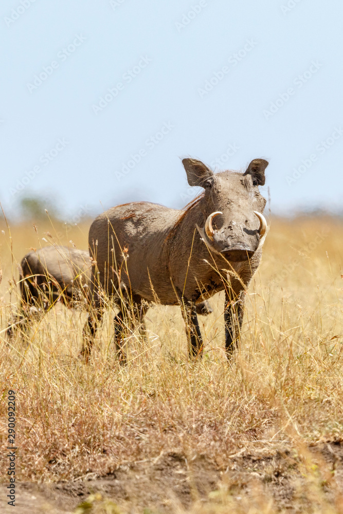 Warthog in the high grass on the savannah