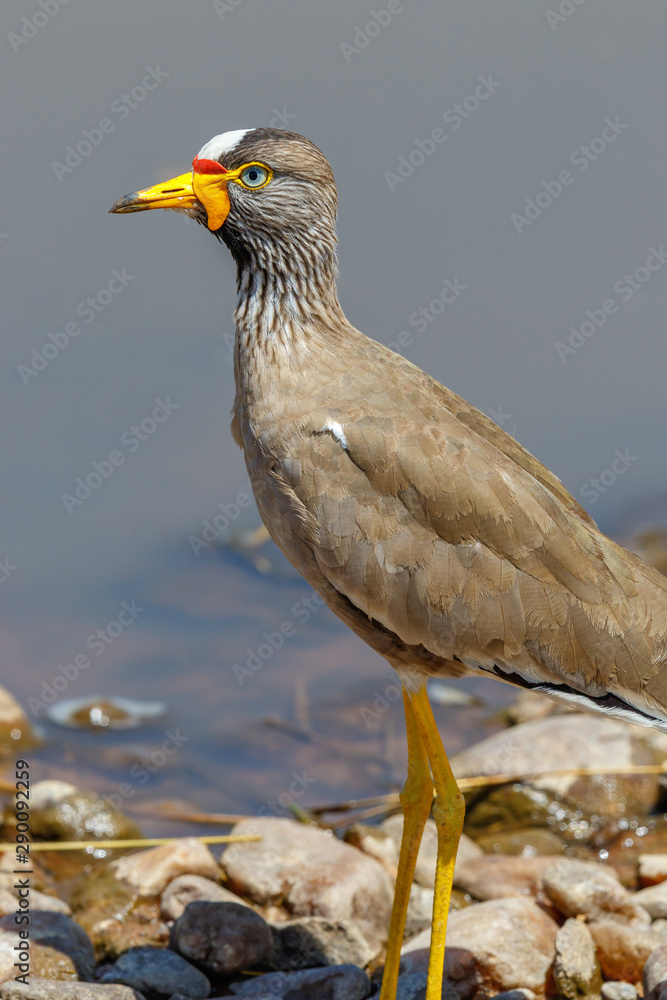 Fototapeta premium African Wattled lapwing on a beach in Africa