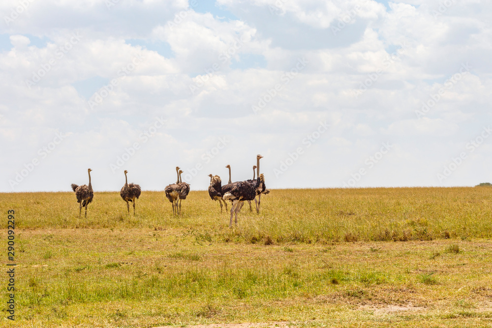 Ostriches in the savannah of the Masai Mara National Reserve