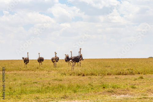 Ostriches in the savannah of the Masai Mara National Reserve © Lars Johansson