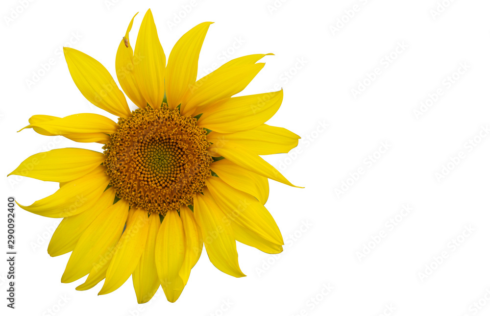 Obraz premium Yellow Sunflower Flower. Closeup Isolated on White Background