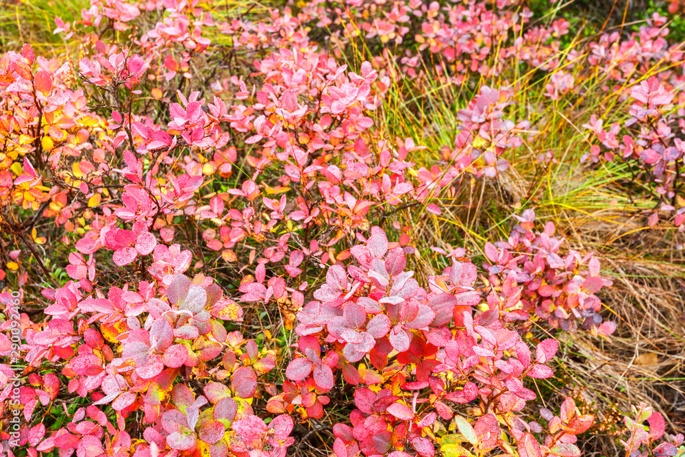 Colorful blueberry bushes with red autumn leaves