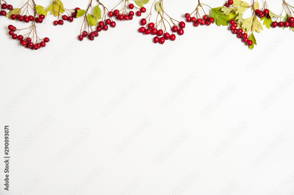 Autumn composition. The border is made of hawthorn branches with red berries on a white background.