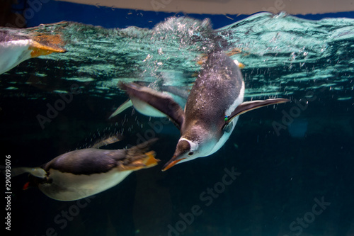 Emperor penguin swimming in the aquarium transparent water