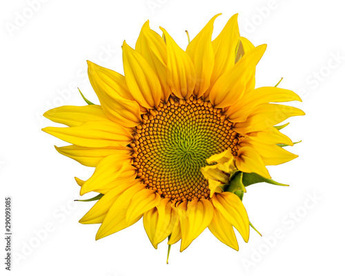 Fototapeta Naklejka Na Ścianę i Meble -  Yellow Sunflower Flower. Closeup Isolated on White Background