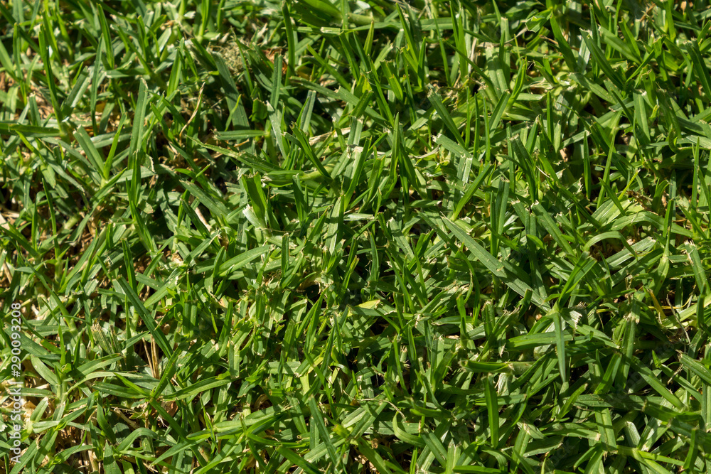 An image of a green grass An image of a green grass