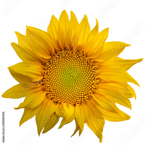 Fototapeta Naklejka Na Ścianę i Meble -  Yellow Sunflower Flower. Closeup Isolated on White Background