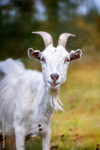White goat portrait