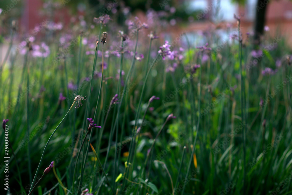 Vegetation in an urban environment Vegetation in an urban environment