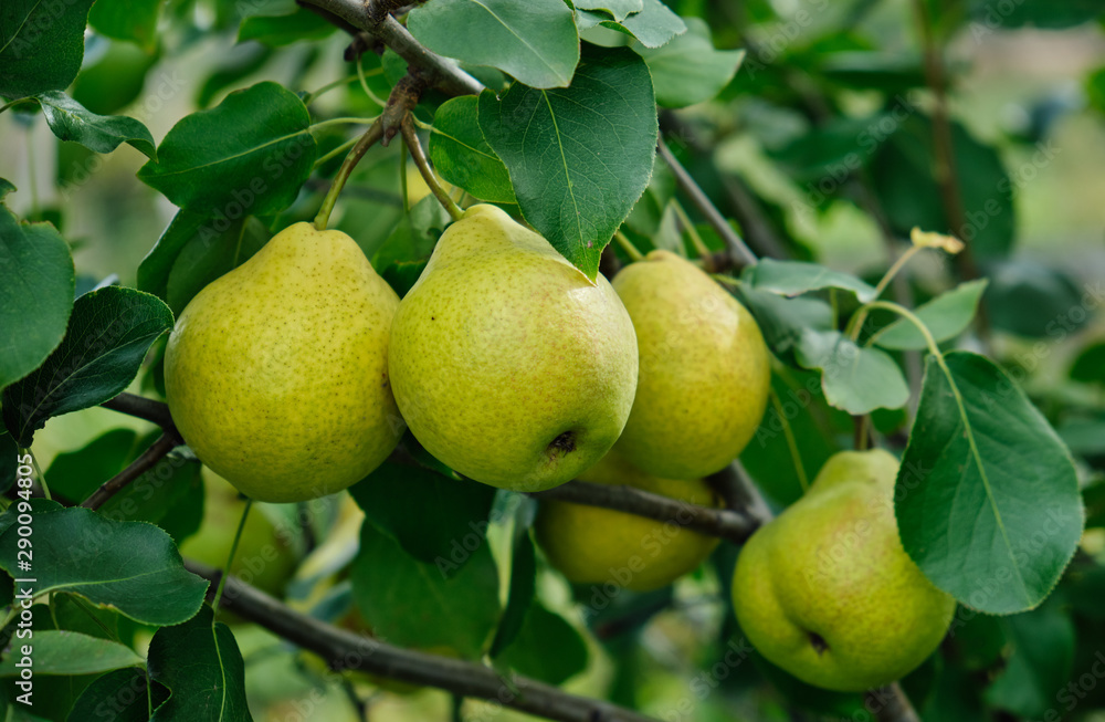 Close up of ripe organic pears in the garden. Close up of ripe organic pears in the garden.