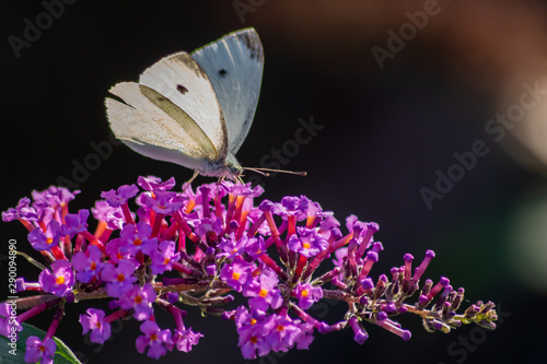 Zarter weißer Schmetterling (Kohlweißling) sammelt auf einem Fliederbusch in der Abendsonne süßen Nektar und bestäubt dabei Blüte um Blüte