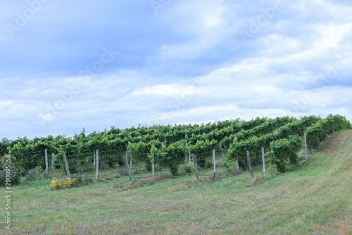 Vineyard in Michigan 