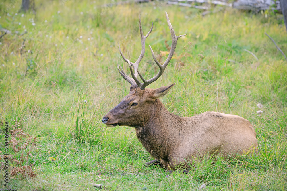 White-tailed deer buck resting in the grass during the rut in autumn season. Buck at maturity age in the period of crossing with the female. Portrait of noble deer male in the wild landscape. White-tailed deer buck resting in the grass during the rut in autumn season. Buck at maturity age in the period of crossing with the female. Portrait of noble deer male in the wild landscape.