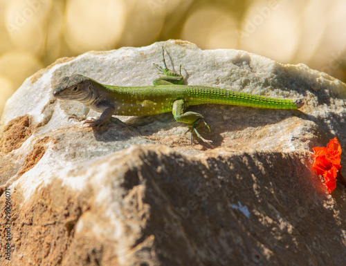 Lizard of a lime green tone, rests on a rock in the sun
