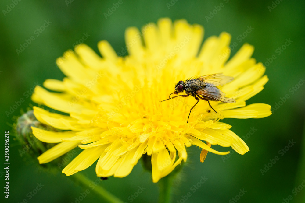 Fly sits on yellow dandelion. The fly carries bacterial infections. Fly sits on yellow dandelion. The fly carries bacterial infections.