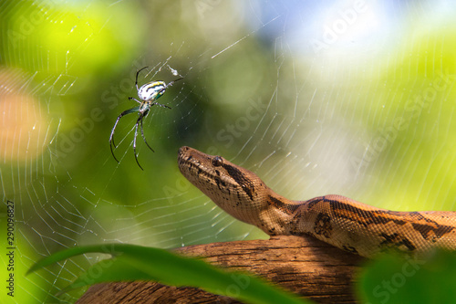 Friends talk about the situation in the zoo, the spider in its spider web and the snake on a tree branch that serves as a home