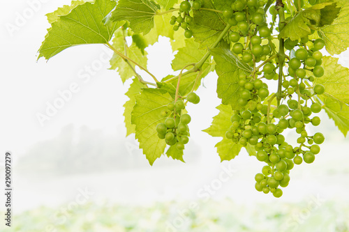 greenish leaves and voraciously ripe green grapes
