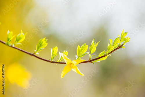 Valokuva pale-green leaves and yellow forsythia flowers in a blurred background