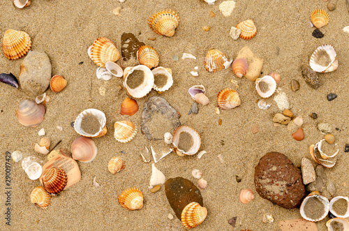 Various shells on the  sand at the seashore