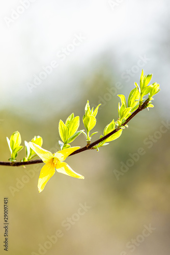 pale-green leaves and yellow forsythia flowers in a blurred background