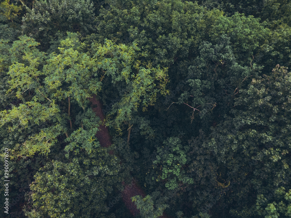 forest from the top view - picture taken by a drone forest from the top view - picture taken by a drone