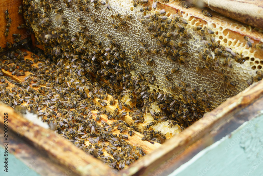 Open beehive, a large number of bees Open beehive, a large number of bees