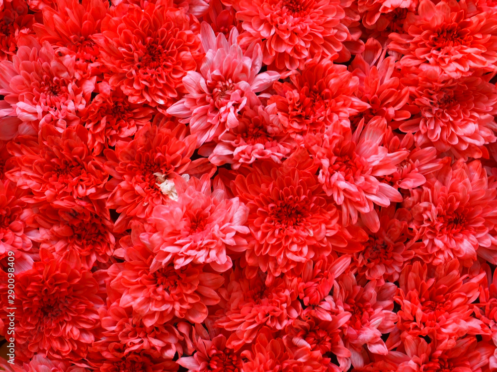 Red Chrysanthemum flowers as a background.Flowering Chrysanthemums in an autumn garden.Seamless floral pattern.Selective focus. Red Chrysanthemum flowers as a background.Flowering Chrysanthemums in an autumn garden.Seamless floral pattern.Selective focus.