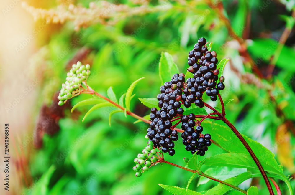 Bunches of ripe black elderberry in the forest. Medicinal plants Bunches of ripe black elderberry in the forest. Medicinal plants