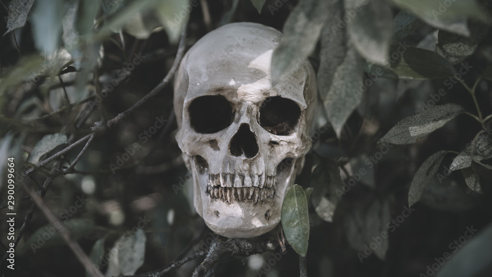 Cranium placed on twigs Cranium placed on twigs