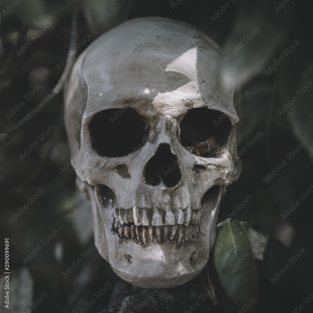 Gloomy cranium placed on twig Gloomy cranium placed on twig
