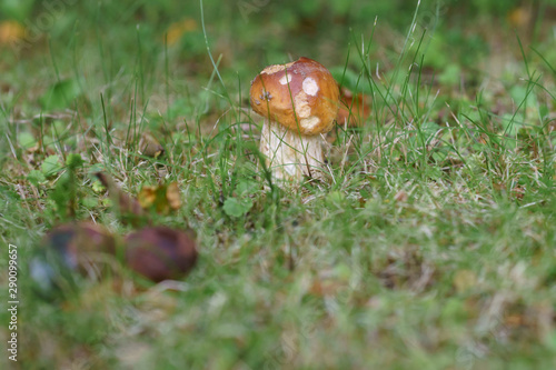 A small edible mushroom grown among grass blades