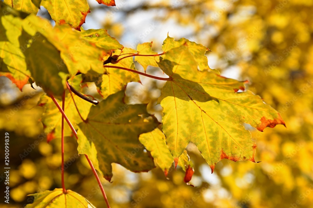 Fototapeta premium Beautiful colorful autumn leaves on tree. Colorful nature background and concept for autumn season.