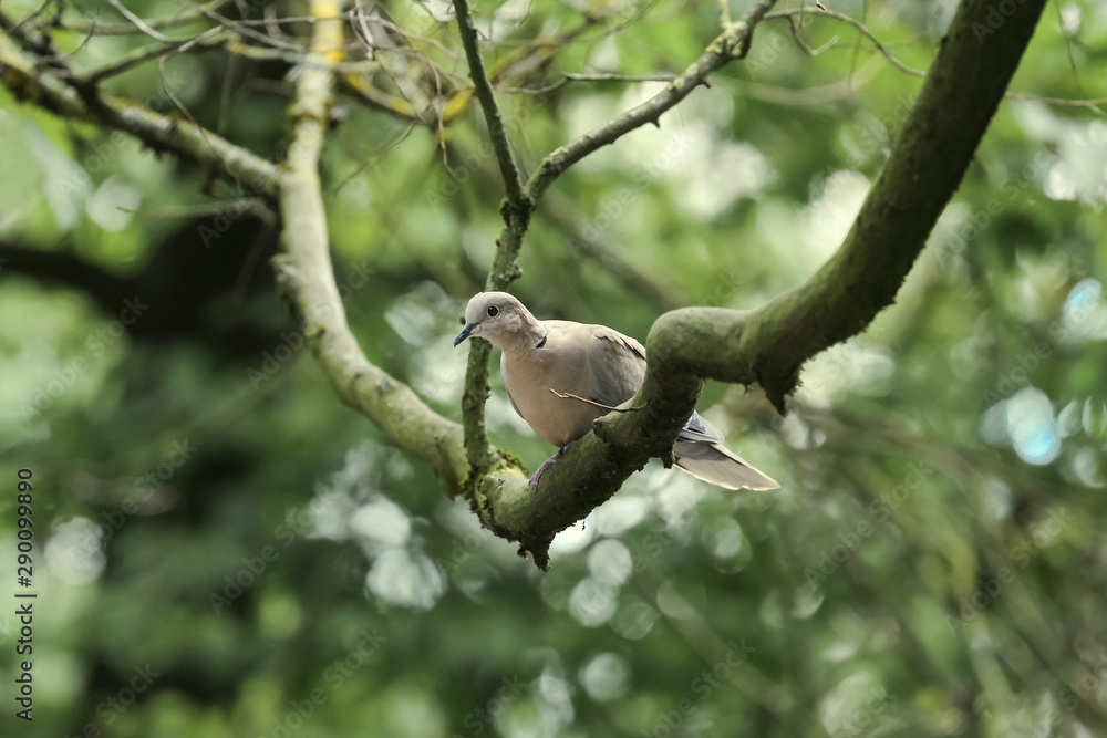 Türkentaube auf dem Ast, Streptopelia decaocto Türkentaube auf dem Ast, Streptopelia decaocto