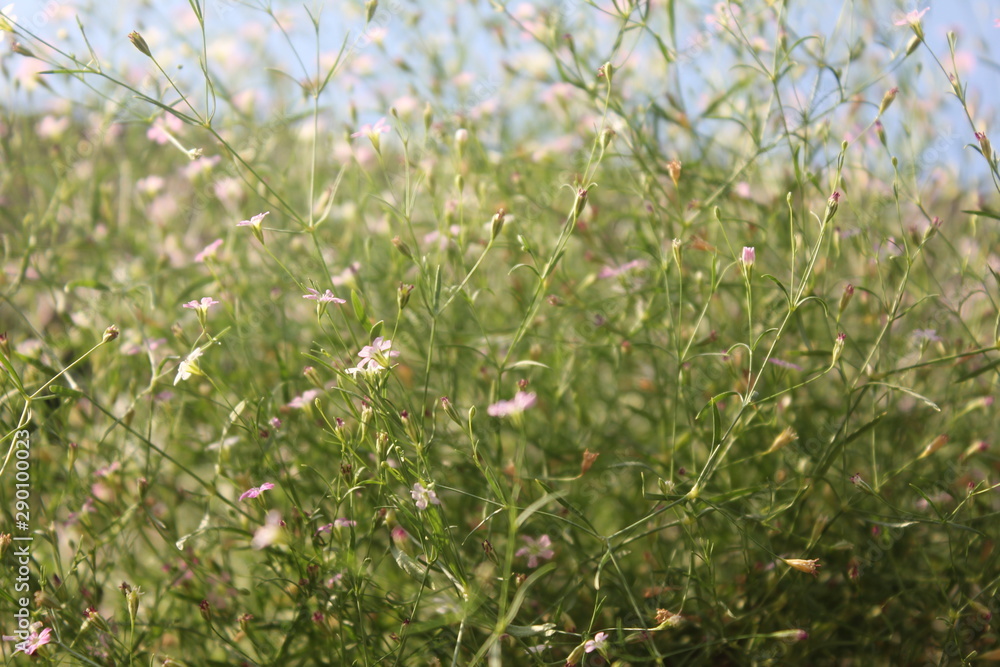 Fototapeta premium Pink white flowers