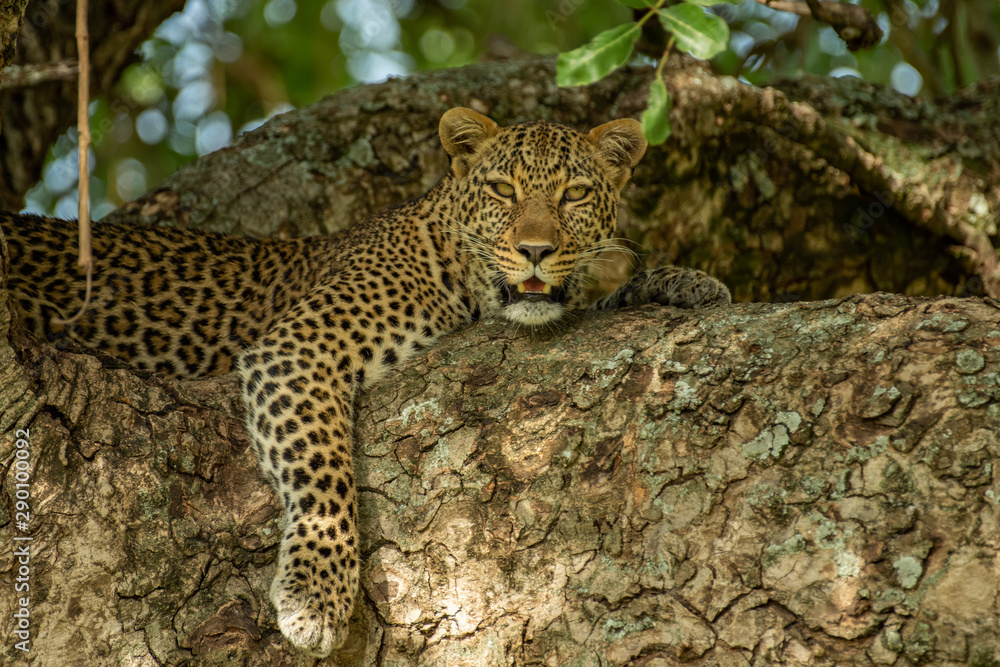 Fototapeta premium Leopard on the tree