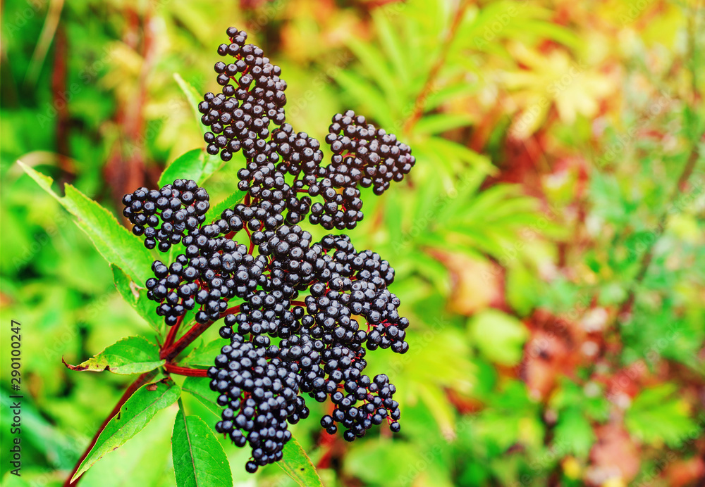 Elderberry black berries in the woods. Autumn Elderberry black berries in the woods. Autumn