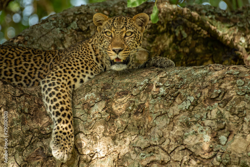 Leopard on the tree © Alexey Osokin