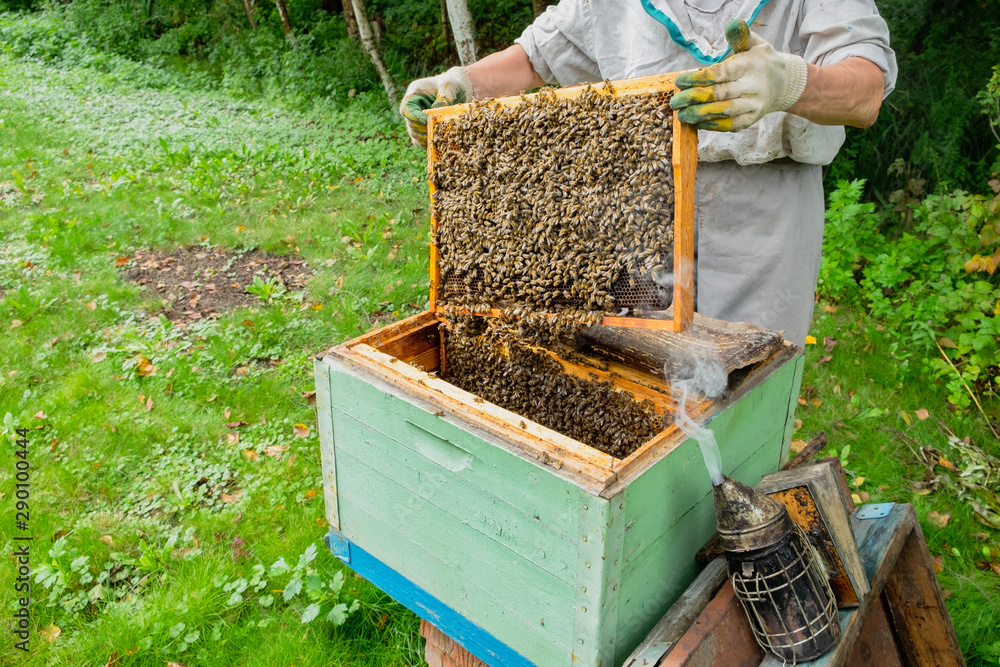 Beekeeper inspects frames with honey Beekeeper inspects frames with honey