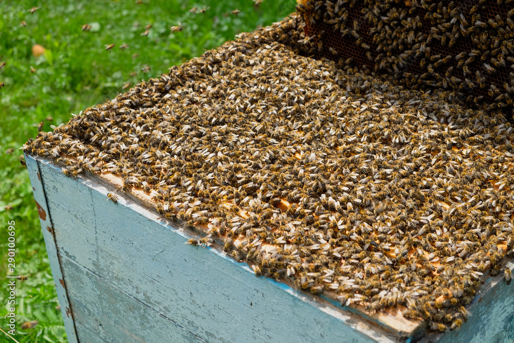 A huge number of bees on the hive A huge number of bees on the hive