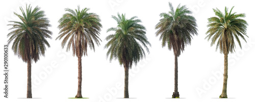 Group of Silver Date Palm Trees  isolated on white background