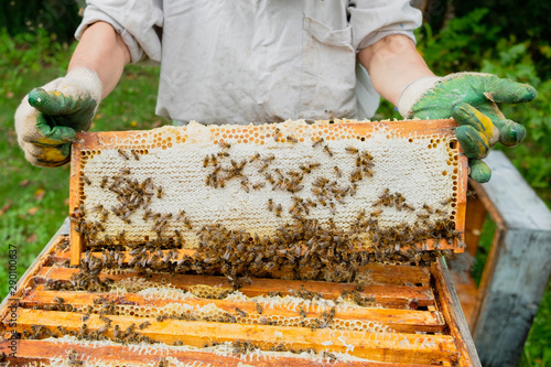 A beekeeper examines a beehive with a bee, pulls out a frame with honey, side view