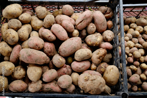 Freshly dug potatoes in a plastic box, top view