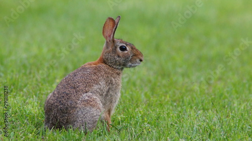 Cottontail Rabbit © Ken Jacobsen, Jr.