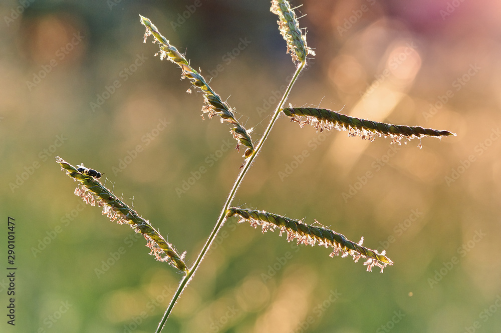 Naklejka premium The grass in the warm light