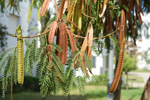 photo of Horse or wild tamarind, Jumbie bean, Lead tree, Leucaena leucocephala tree seed with blurry backgrounds of buildings photo