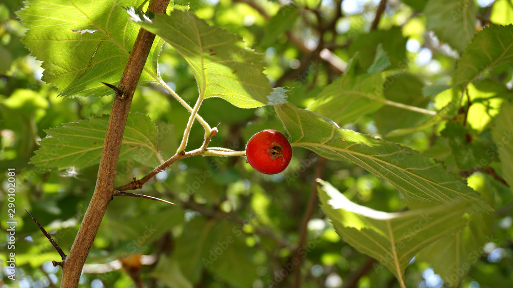 hawthorn berry on the branch