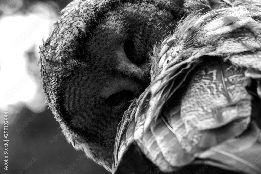 The great grey owl (BW) The great grey owl (BW)
